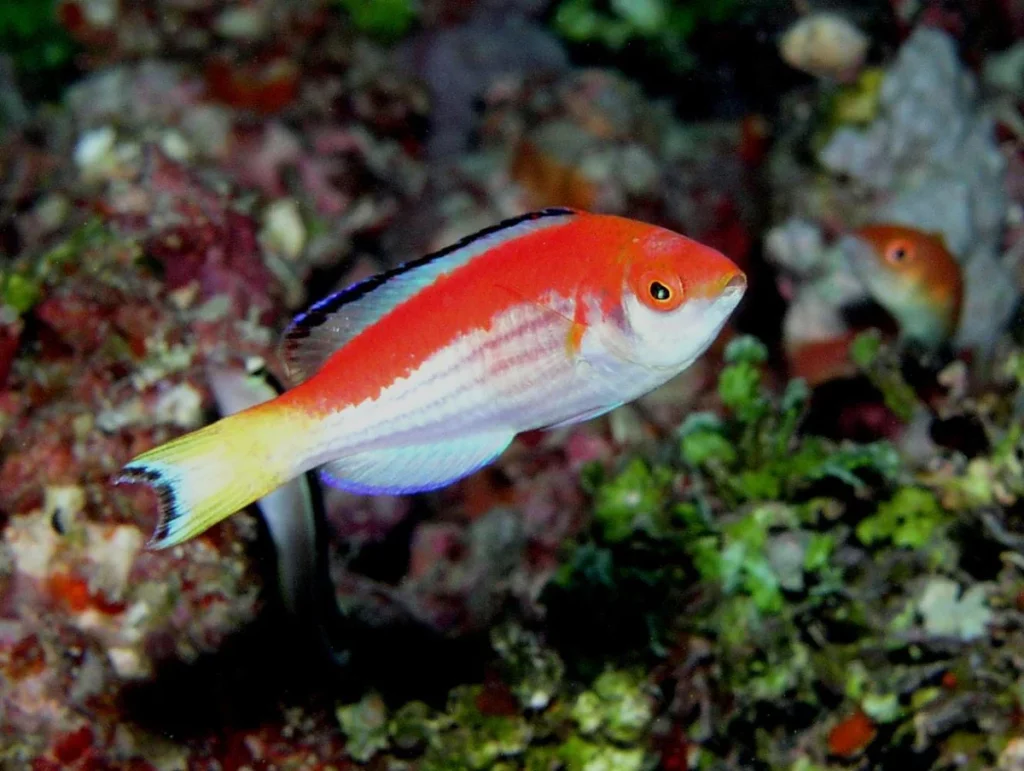 Marjorie’s Fairy Wrasse