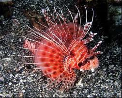 Mombasa Lionfish