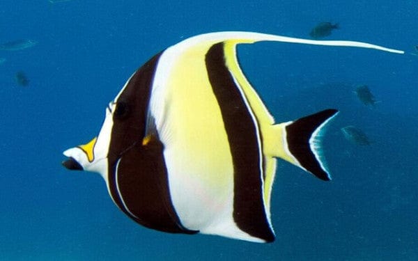 Moorish Idol