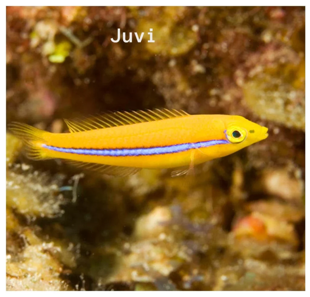 Neon Wrasse