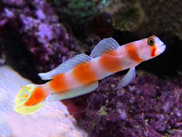 Orange Banded Prawn Goby