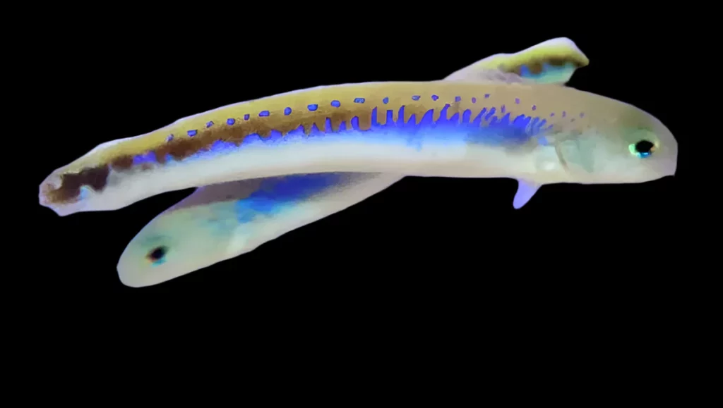 Chameleon Tilefish