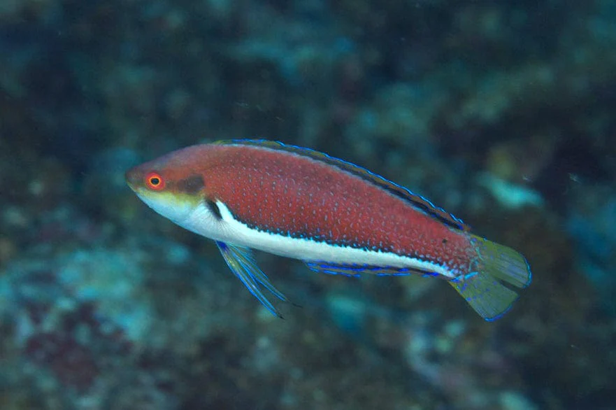 Punctatus Fairy Wrasse