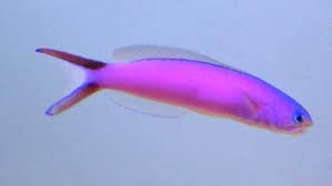 Purple Tilefish