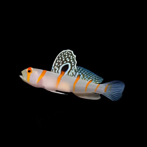 Randalls Goby