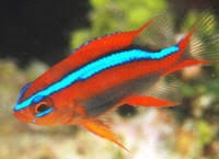 Red Honey Damsel