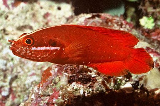 Red Soapfish