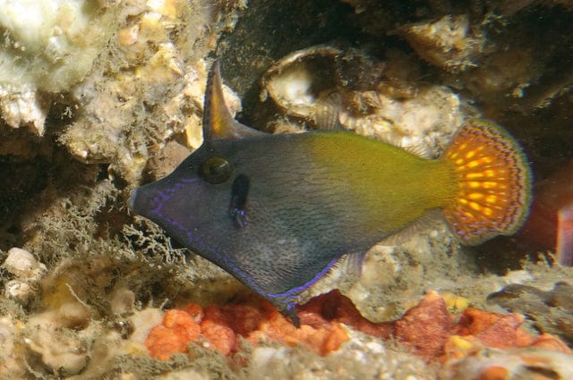 Redtail Filefish