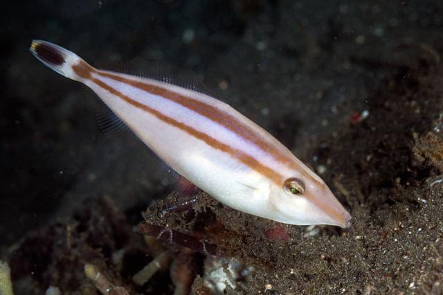 Rhino Leatherjacket Filefish