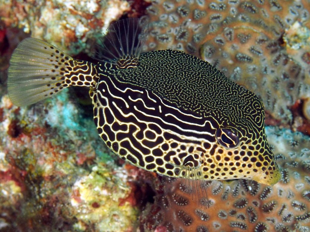Scribbled Boxfish