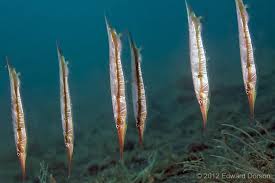 Shrimpfish