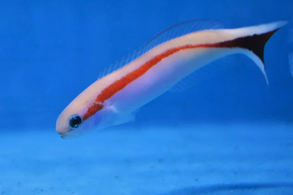 Pastel Tilefish