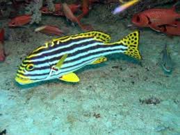 Striped Sweetlips