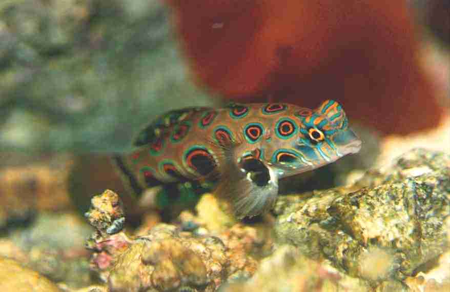 Yellow Mandarin Goby