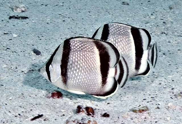 Three Banded Butterflyfish