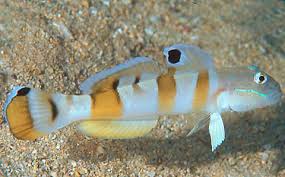 Tiger Wardi Goby