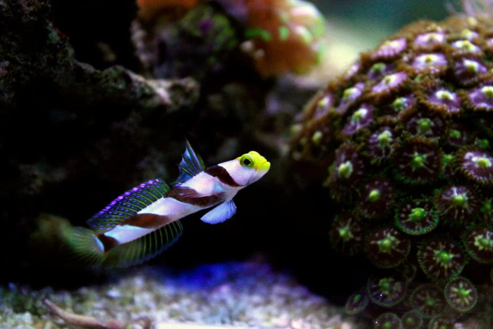 Yellow Rose Antenna Goby