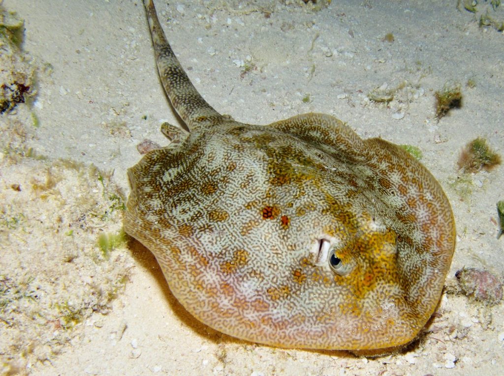 Yellow Stingray