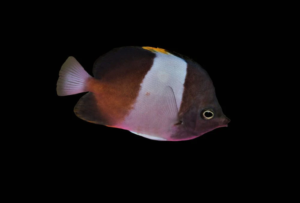 Zoster Butterflyfish