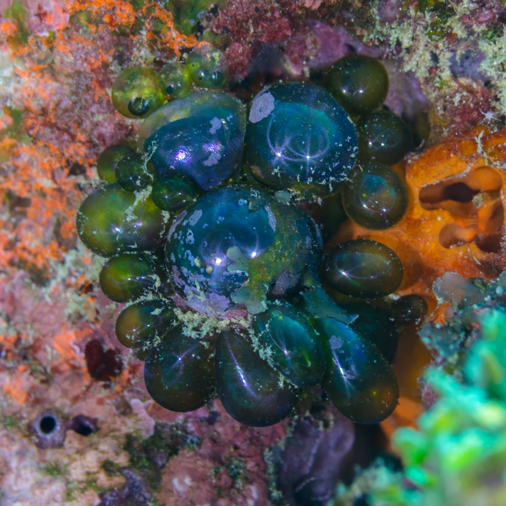 How to Get Rid of Bubble Algae (Valonia)