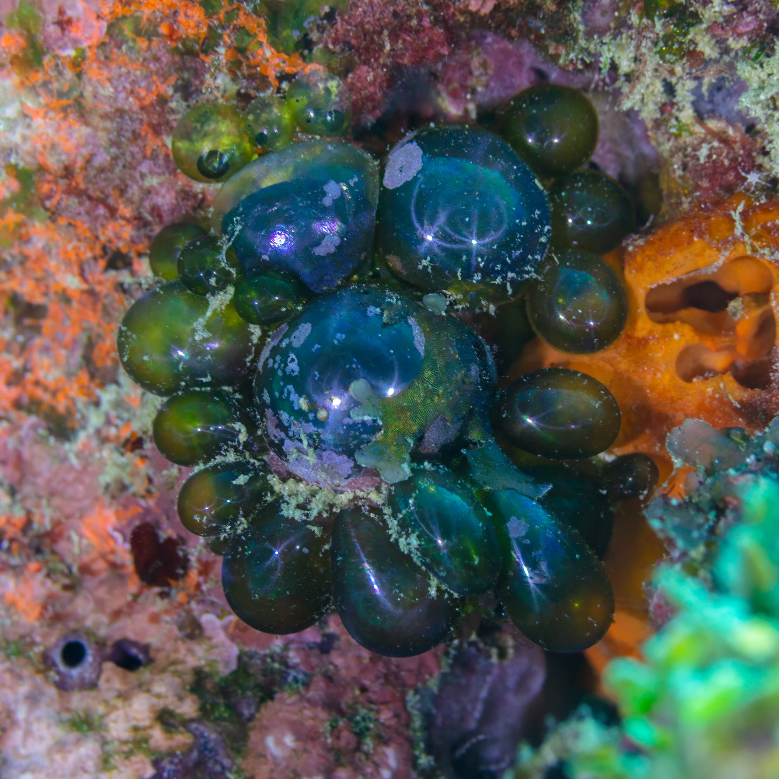 How to Get Rid of Bubble Algae (Valonia)