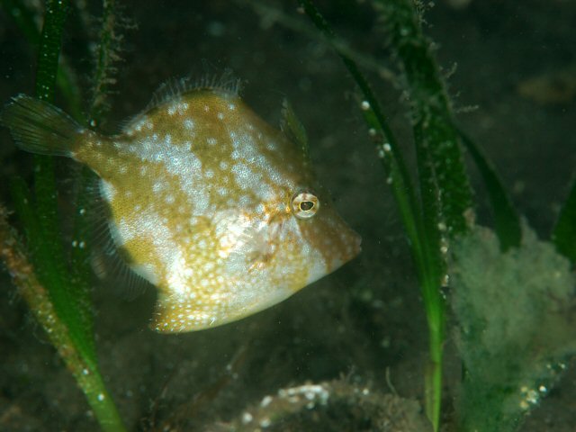 Japanese White-Spotted Pygmy Filefish
