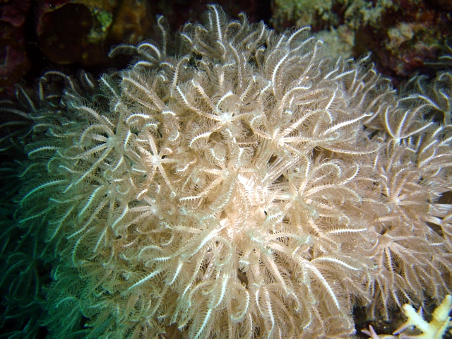 Soft Corals