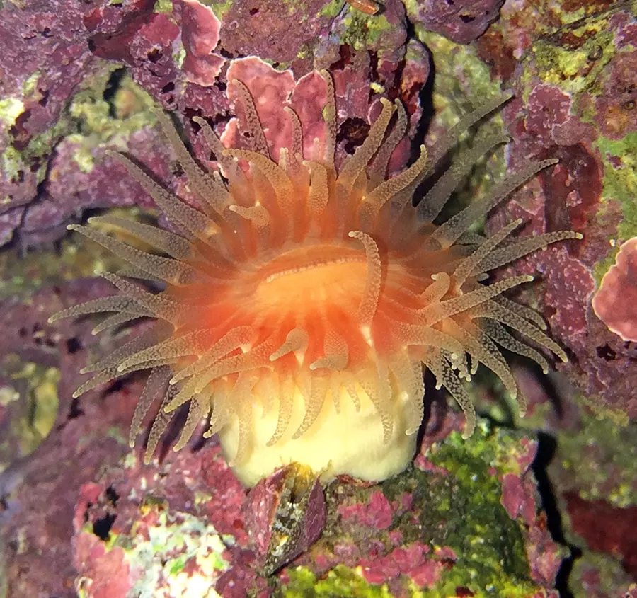 Balanophyllia Sunburst Coral