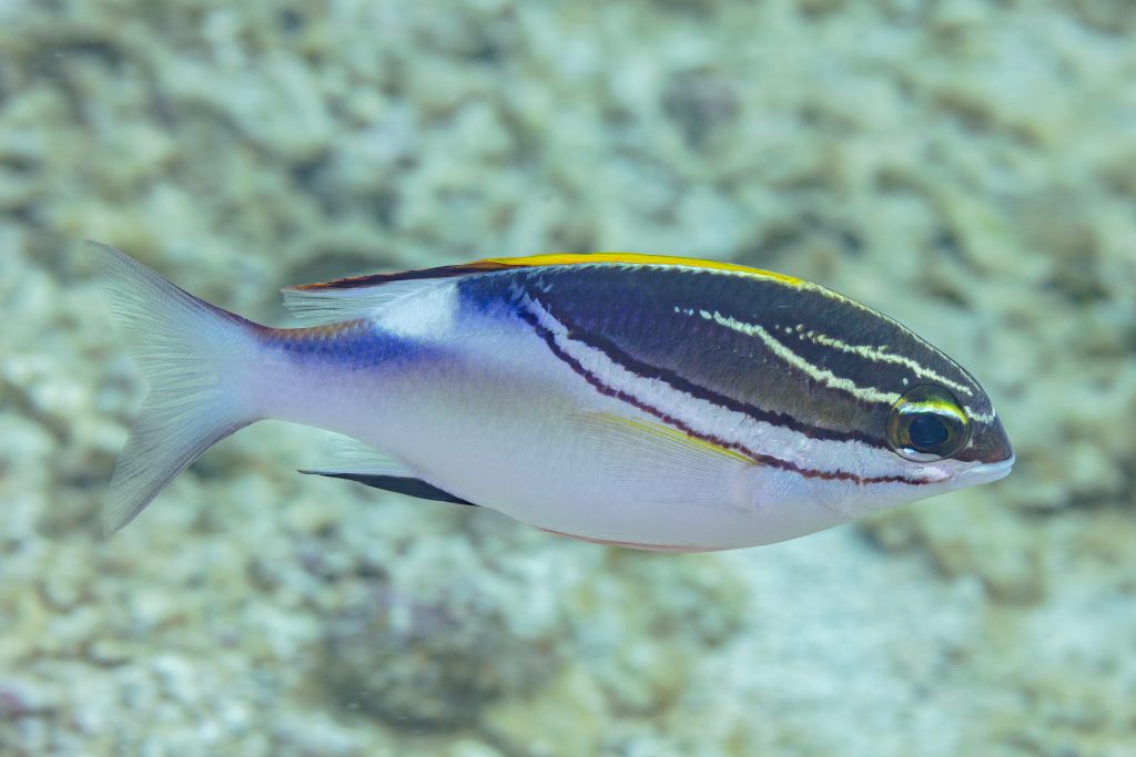 Two-line Monocle Bream
