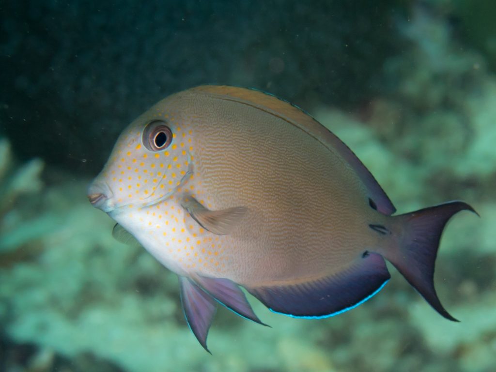 Lavender Tang