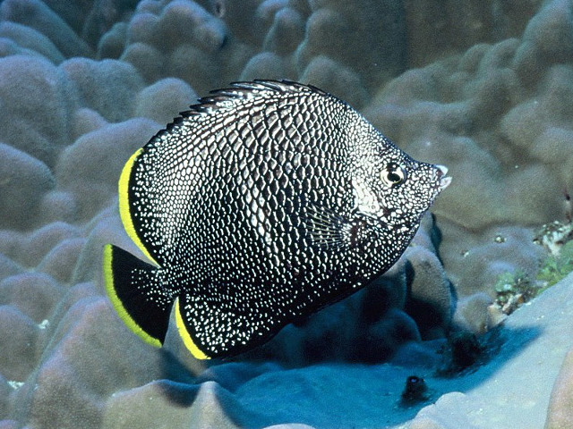 Wrought Iron Butterflyfish