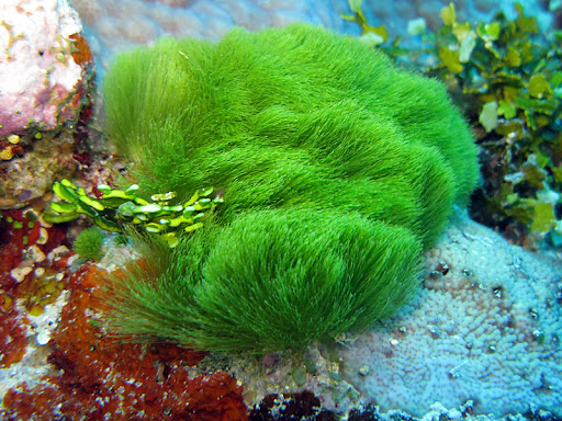 Maiden’s Hair Algae