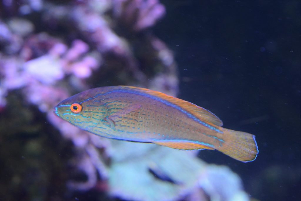 Lineatus Fairy Wrasse