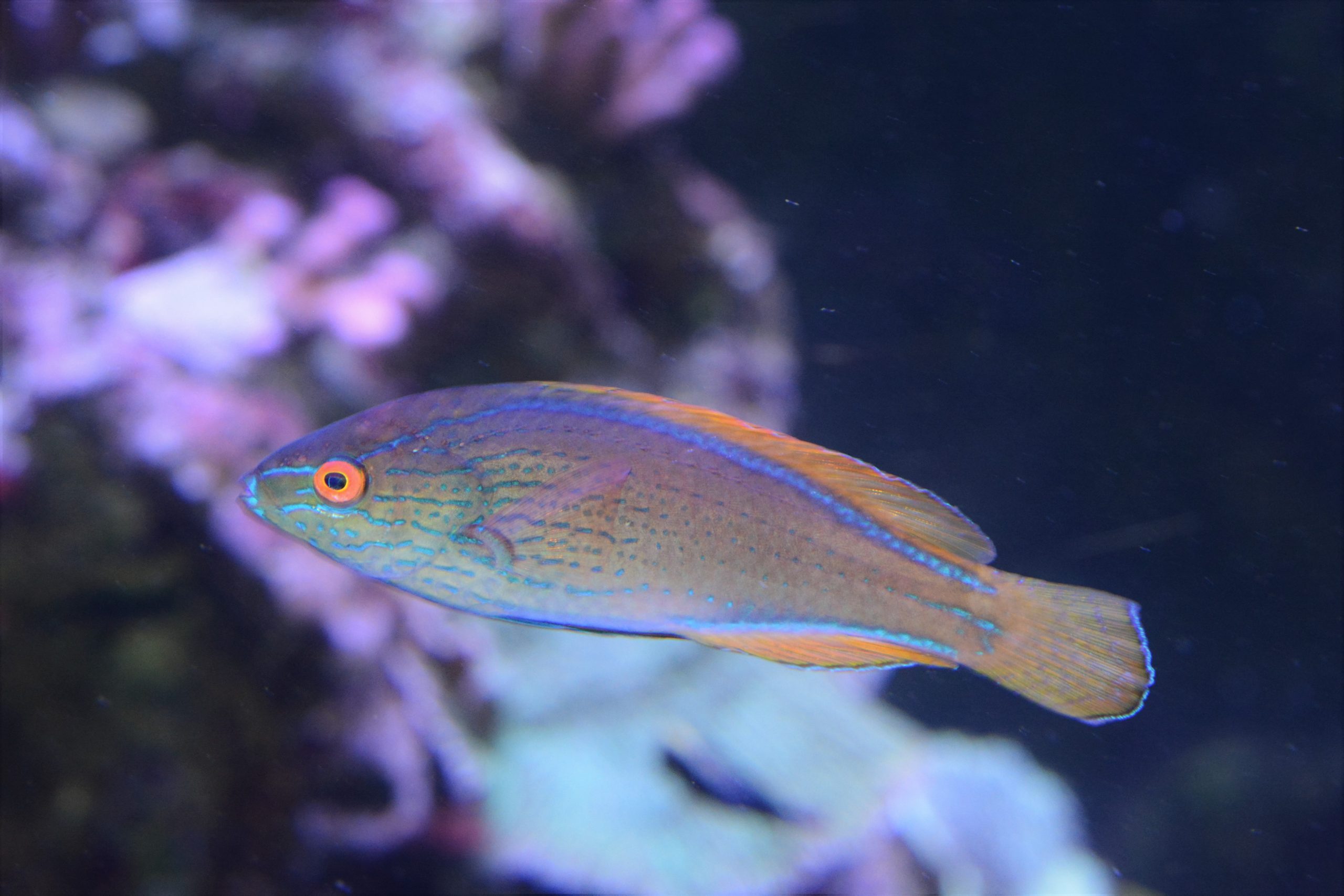 Lineatus Fairy Wrasse