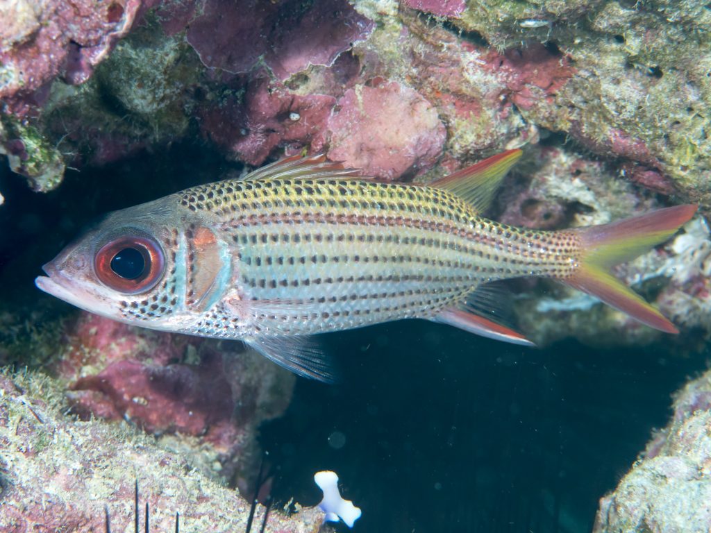 Clearfin Squirrelfish