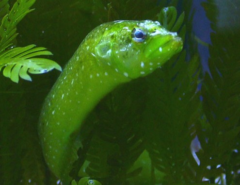 Ocellate Eel Blenny