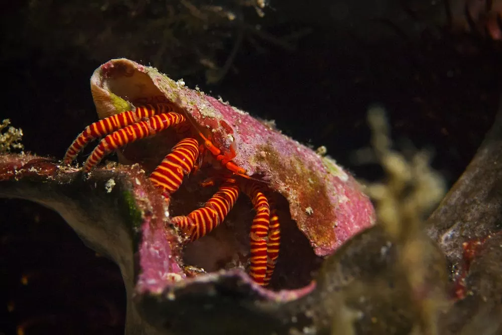 Orange Leg Hermit Crab