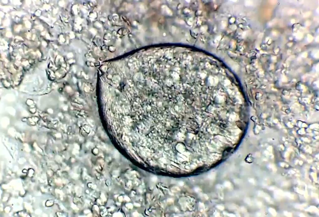 Marine Ich (White Spot Disease): Identify & Treat