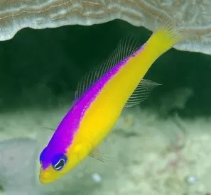 Diadem Dottyback
