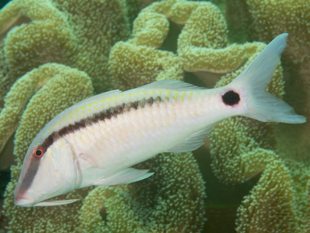 Yellow Back Goatfish
