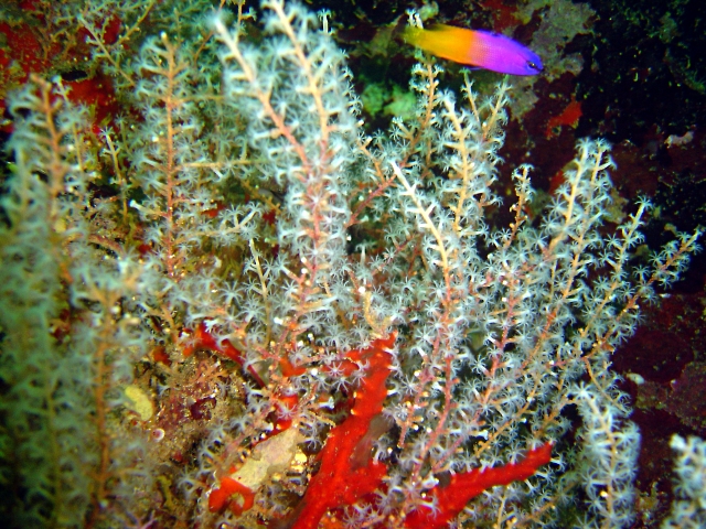 Finger Gorgonian