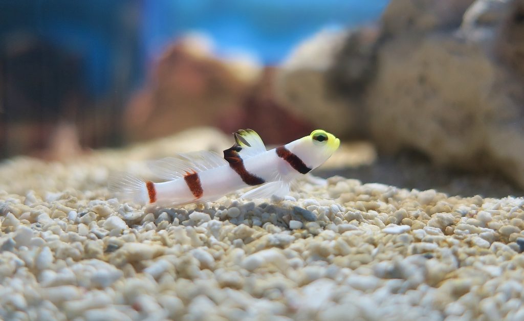 Dracula Goby