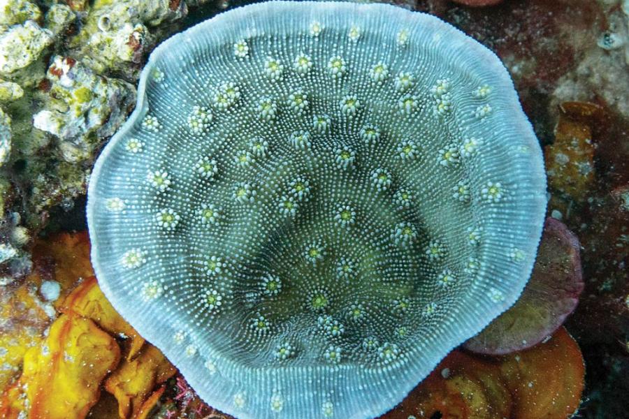 Echinopora
