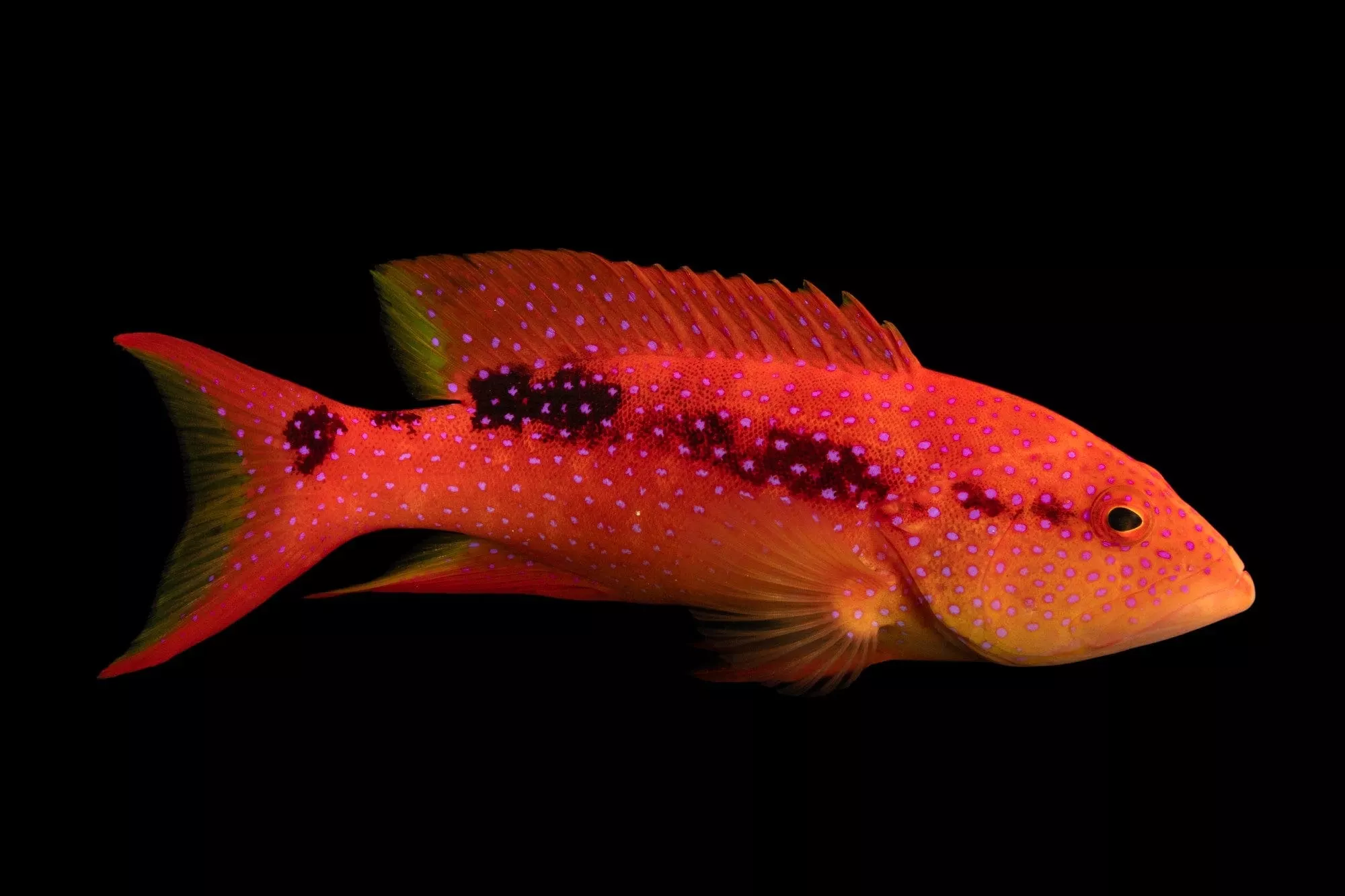 Yellow-edge Lyretail Grouper