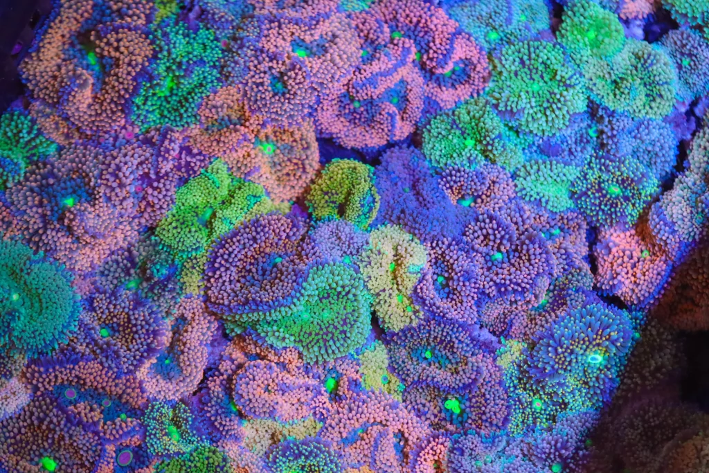 Ricordea Mushroom