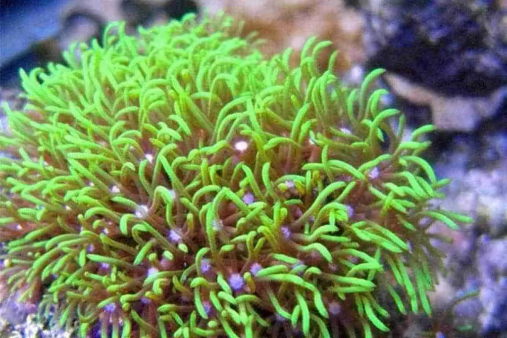 Soft Corals