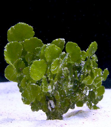 Halimeda