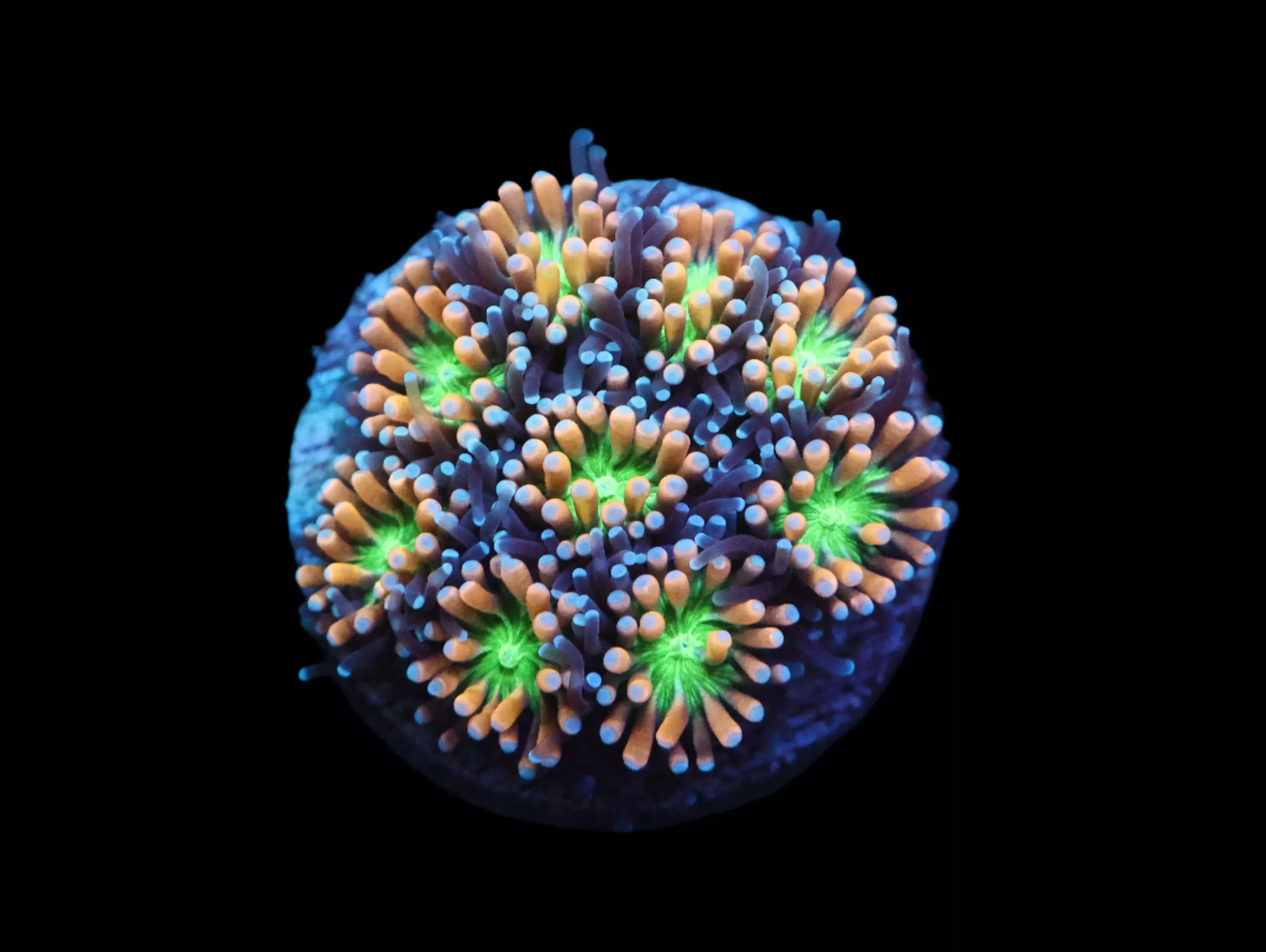 Galaxy Coral