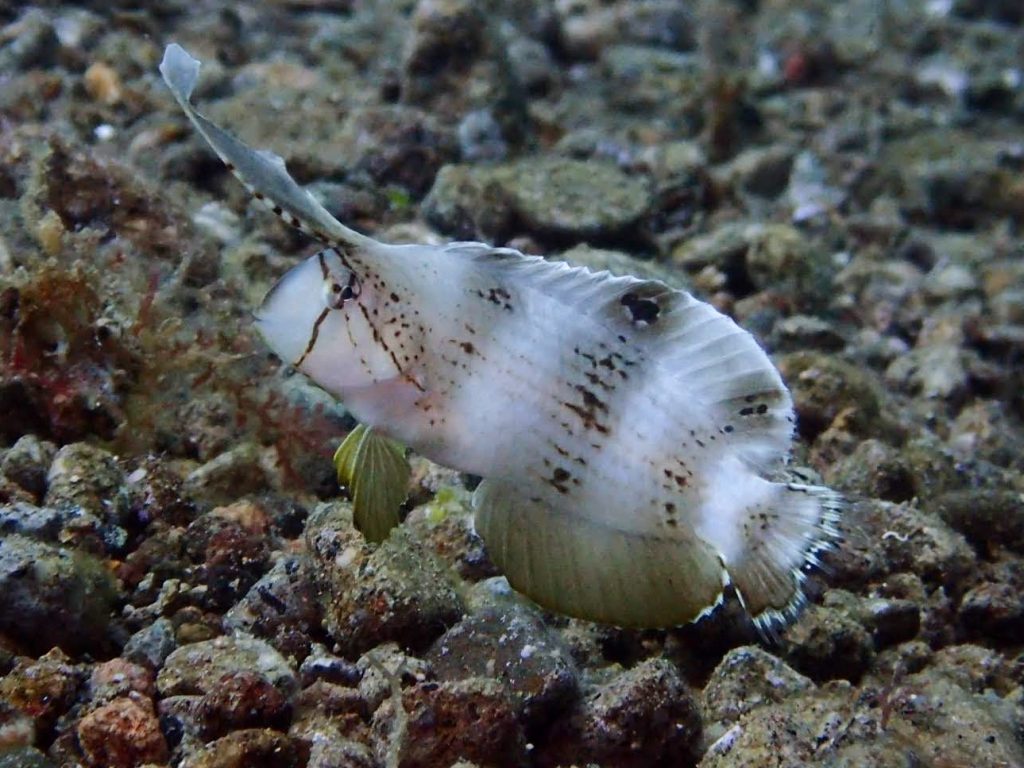 Razor Wrasse