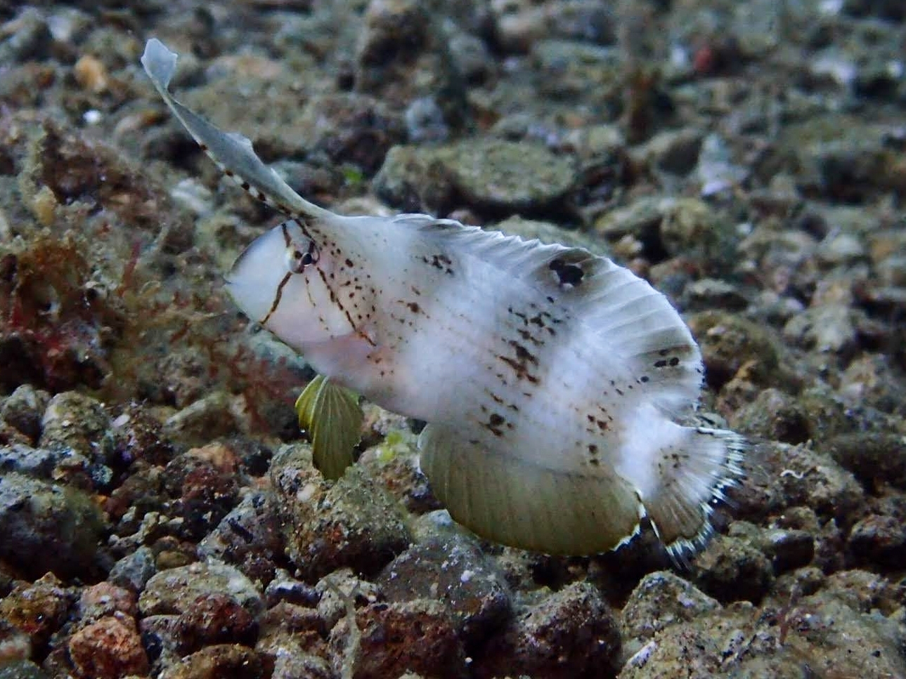 Razor Wrasse